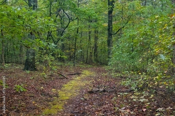 Obraz Autumn landscape of a mossy nature trail passing through a lush forest along the Natchez Trace Parkway in Tennessee.