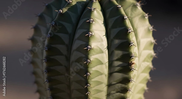 Obraz Close up of a green cactus with sharp spines and textured surface.