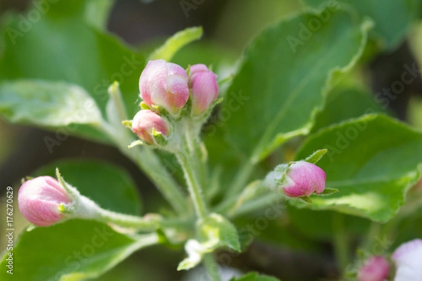 Obraz Kwitnienie jabłoni