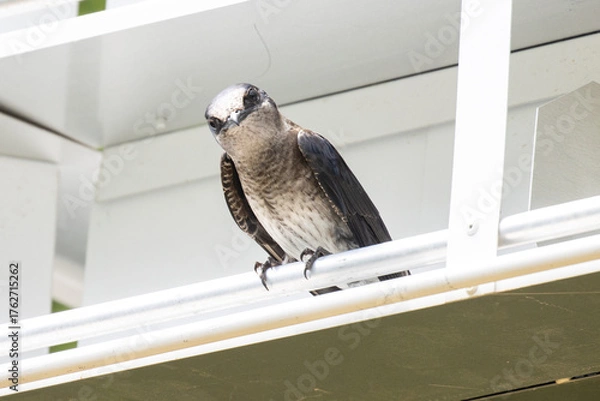 Obraz Curious purple Martin 
