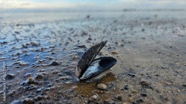 Obraz Muscles on the beach