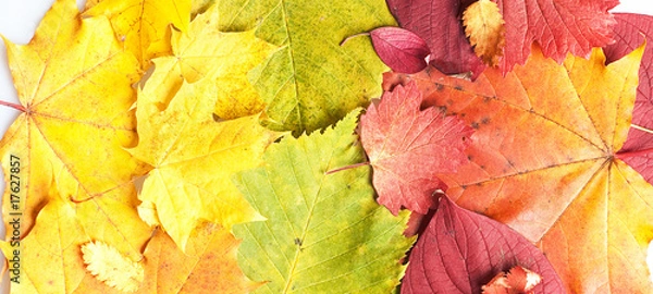 Obraz autumn leaves close up background