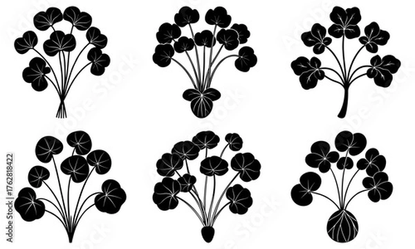 Fototapeta Elegant botanical illustrations featuring whimsical pennywort plants, perfect for adding a touch of natural charm to your designs with these vector graphics