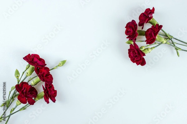 Obraz Red carnations on white with space for text