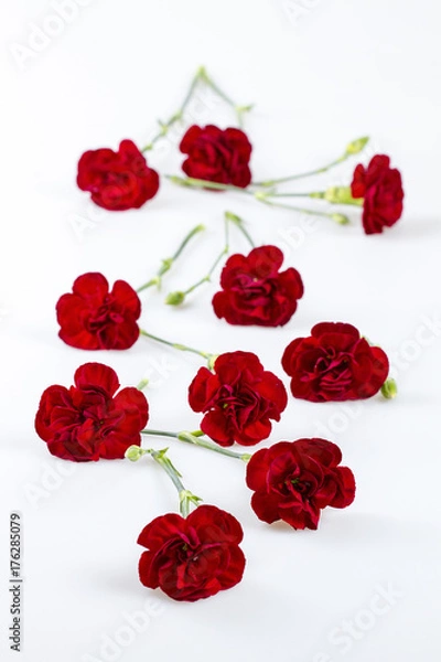 Obraz red carnations scattered on white table