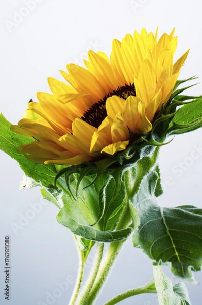 Obraz Sunflower on white closeup