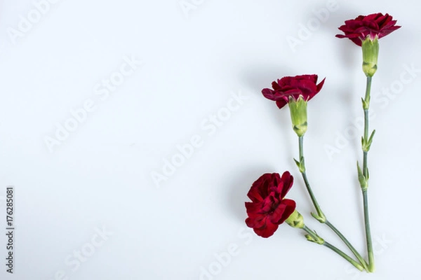 Obraz Red carnation flowers on white with space for your text