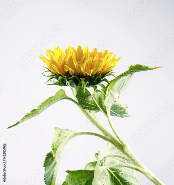 Obraz Sunflower isolated on white