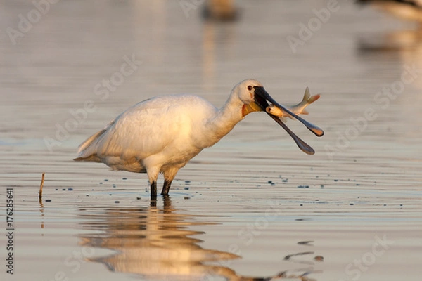 Fototapeta Eurasian spoonbill