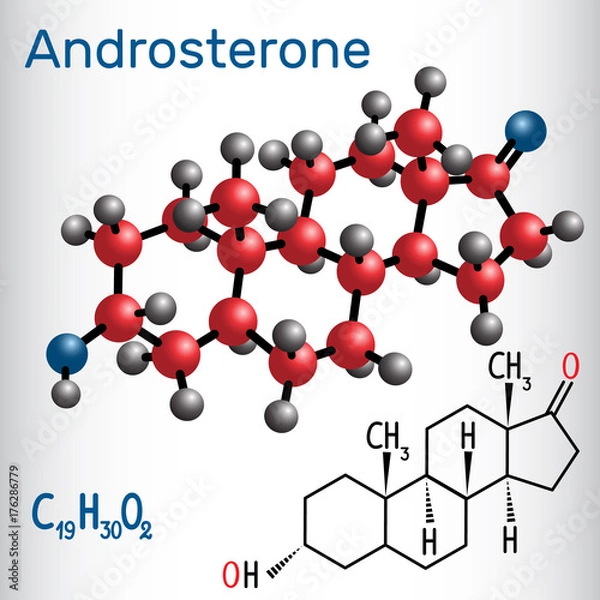 Fototapeta Androsterone (endogenous steroid hormone) - structural chemical formula and molecule model.