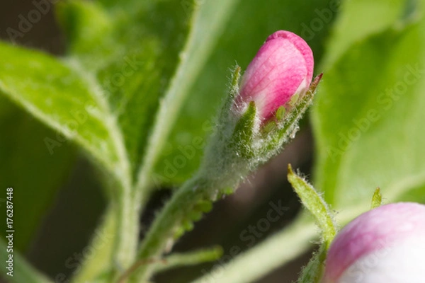 Obraz Mszyce na jabłoni