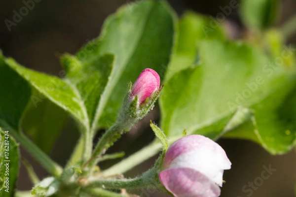 Obraz Szkodniki na jabłoni