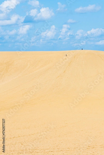 Fototapeta 鳥取砂丘　馬の背