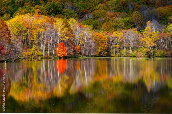 Fototapeta 鏡池　紅葉