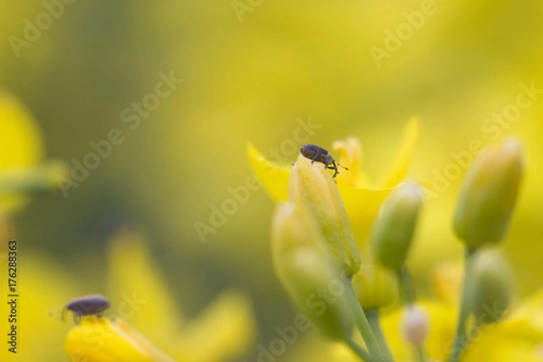 Obraz Szkodnik rzepaku