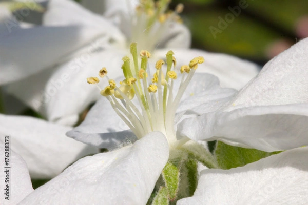 Obraz Kwiat jabłoni makro