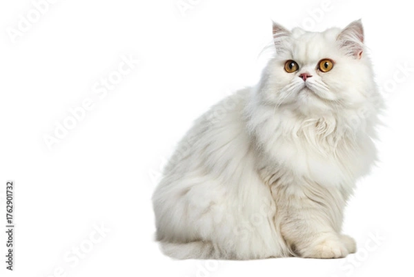 Obraz  transparent persian cat isolated on transparent background 