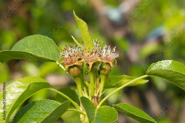 Obraz Zawiązki gruszy
