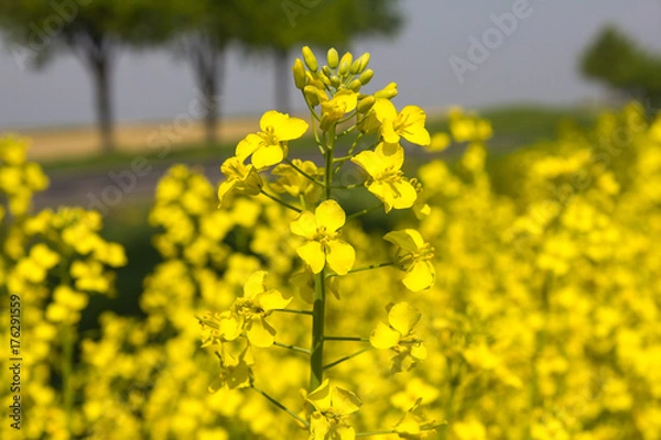 Obraz rzepak na tle drzew