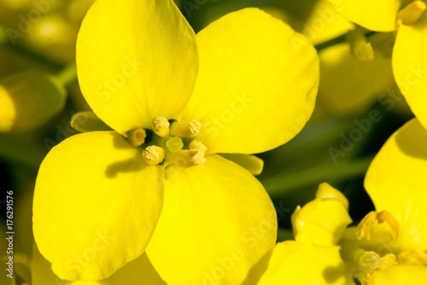 Obraz Kwiat rzepaku makro