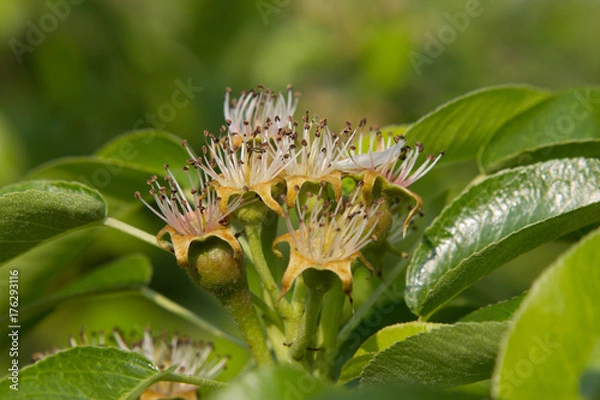 Obraz Zawiązki gruszy