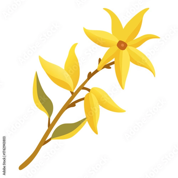 Fototapeta forsythia flower on white background