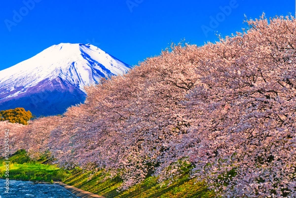 Obraz 満開の桜並木と富士山合成