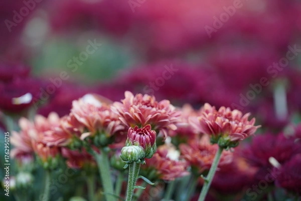 Fototapeta Colourful spring flowers bloom in the garden.