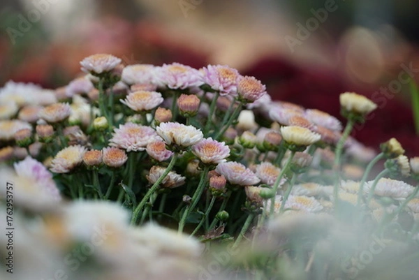 Fototapeta Colourful spring flowers bloom in the garden.