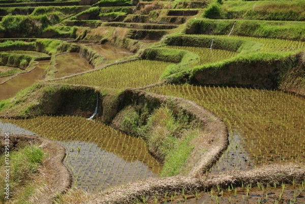 Fototapeta Terraced Paddy Fields