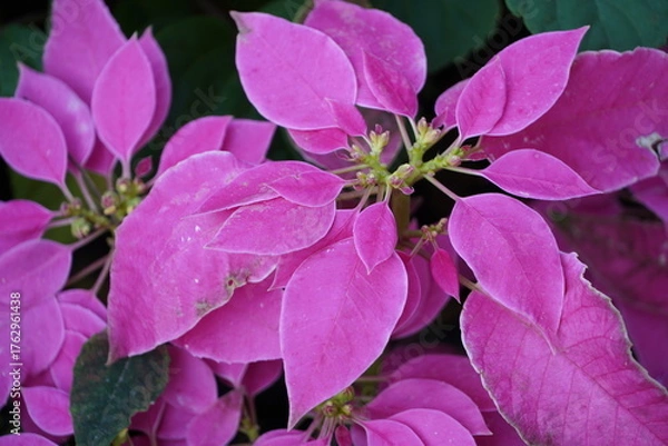 Fototapeta Colourful spring flowers bloom in the garden.