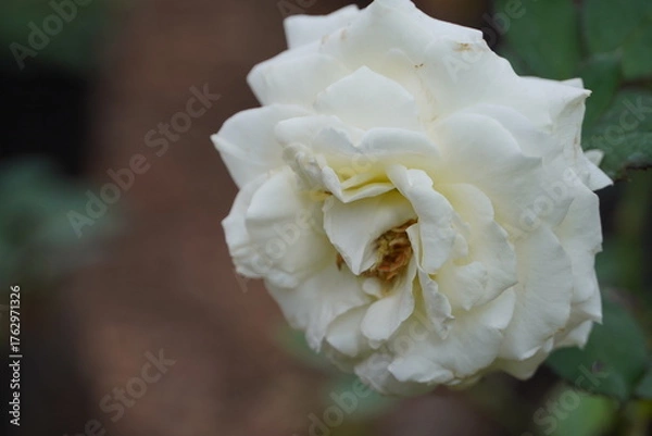Fototapeta Single white rose in the garden.