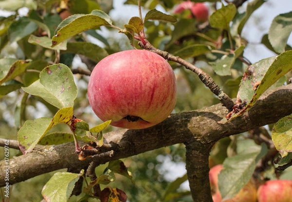 Fototapeta Red apple