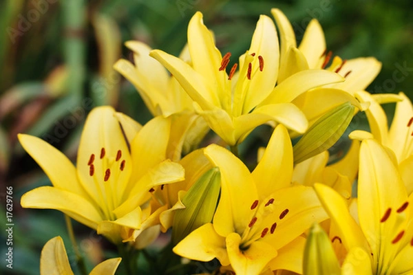 Obraz Delicate yellow lilies