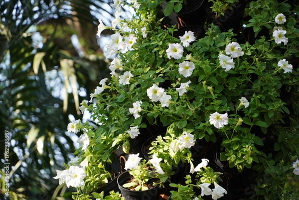 Obraz Colourful spring flowers bloom in the garden.