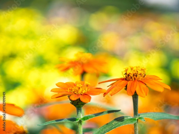 Obraz 光あふれる橙のジニア