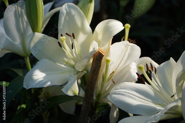 Fototapeta Colourful spring flowers bloom in the garden.