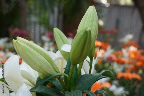 Fototapeta Colourful spring flowers bloom in the garden.