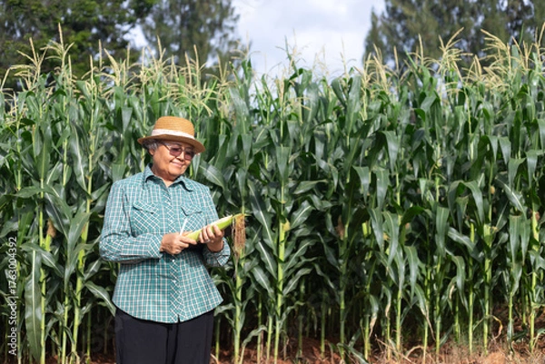 Obraz Senior Asian farmer holding fresh corn cob and digital tablet in smart agriculture field, concept of agritech innovation, sustainable farming, modern agriculture, and crop productivity