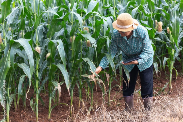 Obraz Senior Asian farmer inspecting damaged corn leaves while holding digital tablet in smart agriculture field, concept of crop health monitoring, precision farming, and agritech innovation.