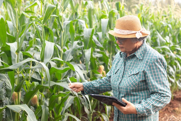 Obraz Senior Asian farmer using digital tablet to check corn plants in smart agriculture field, modern farming technology, precision agriculture concept.