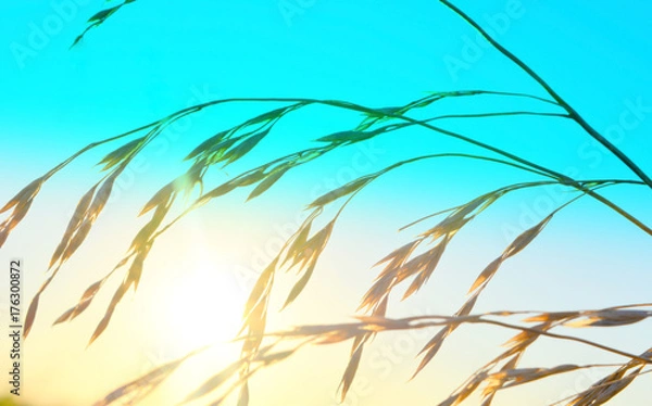 Fototapeta grass and sun at dawn. selective focus. artistic processing.