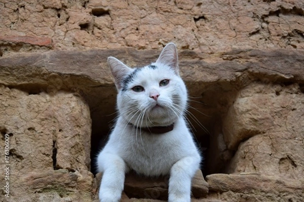 Obraz Kater Karl (02)