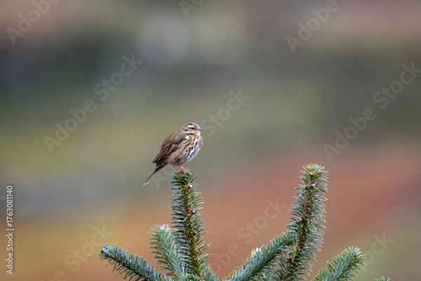 Fototapeta Olive-backed pipit