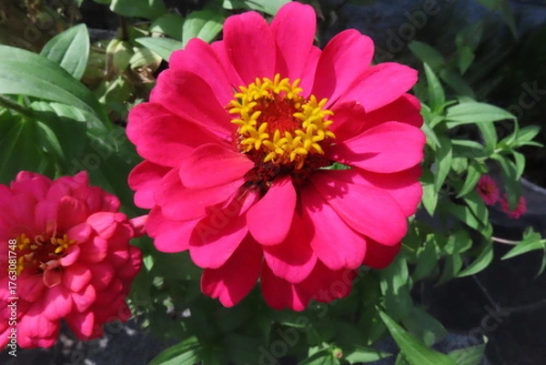 Obraz ヒャクニチソウ