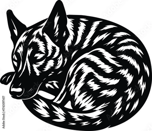 Obraz Dutch Shepherd curled into a sleeping ball.