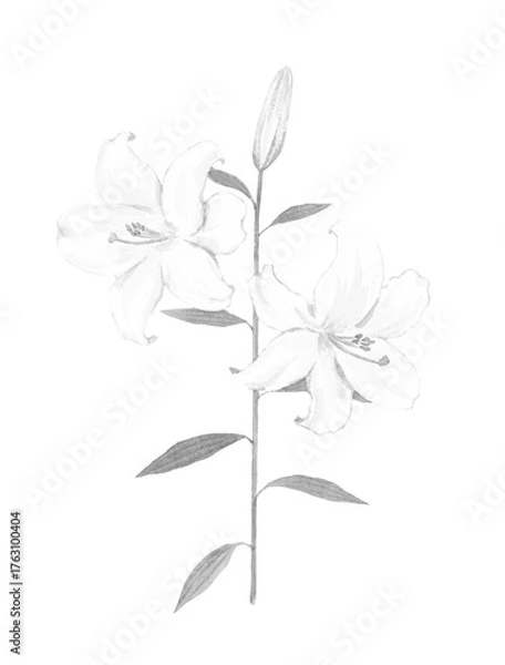 Fototapeta 白いユリの花のモノクロイラスト