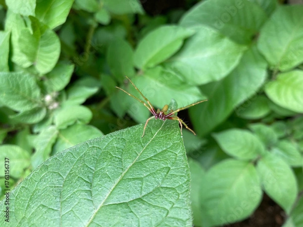 Obraz 葉っぱの上で威嚇する小さな黄緑色の蜘蛛　ワカバグモ