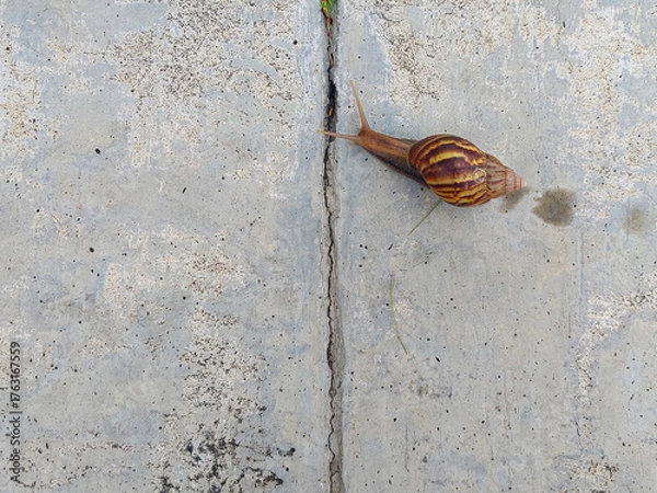 Obraz Snail Crawling on Cracked Concrete Surface