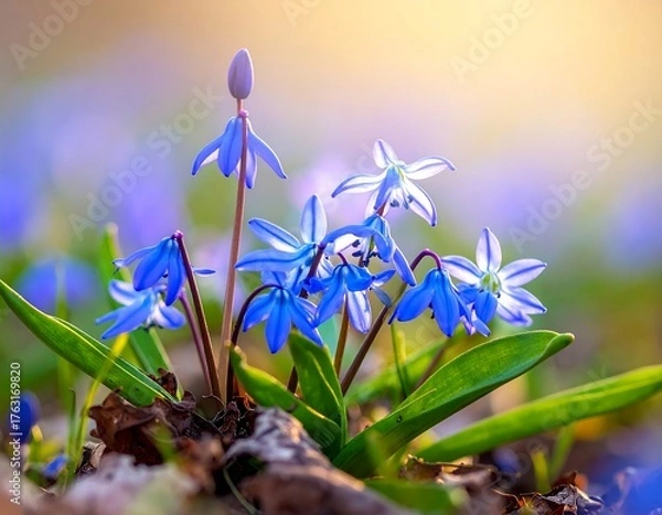 Obraz Spring blue flowers in sunlight